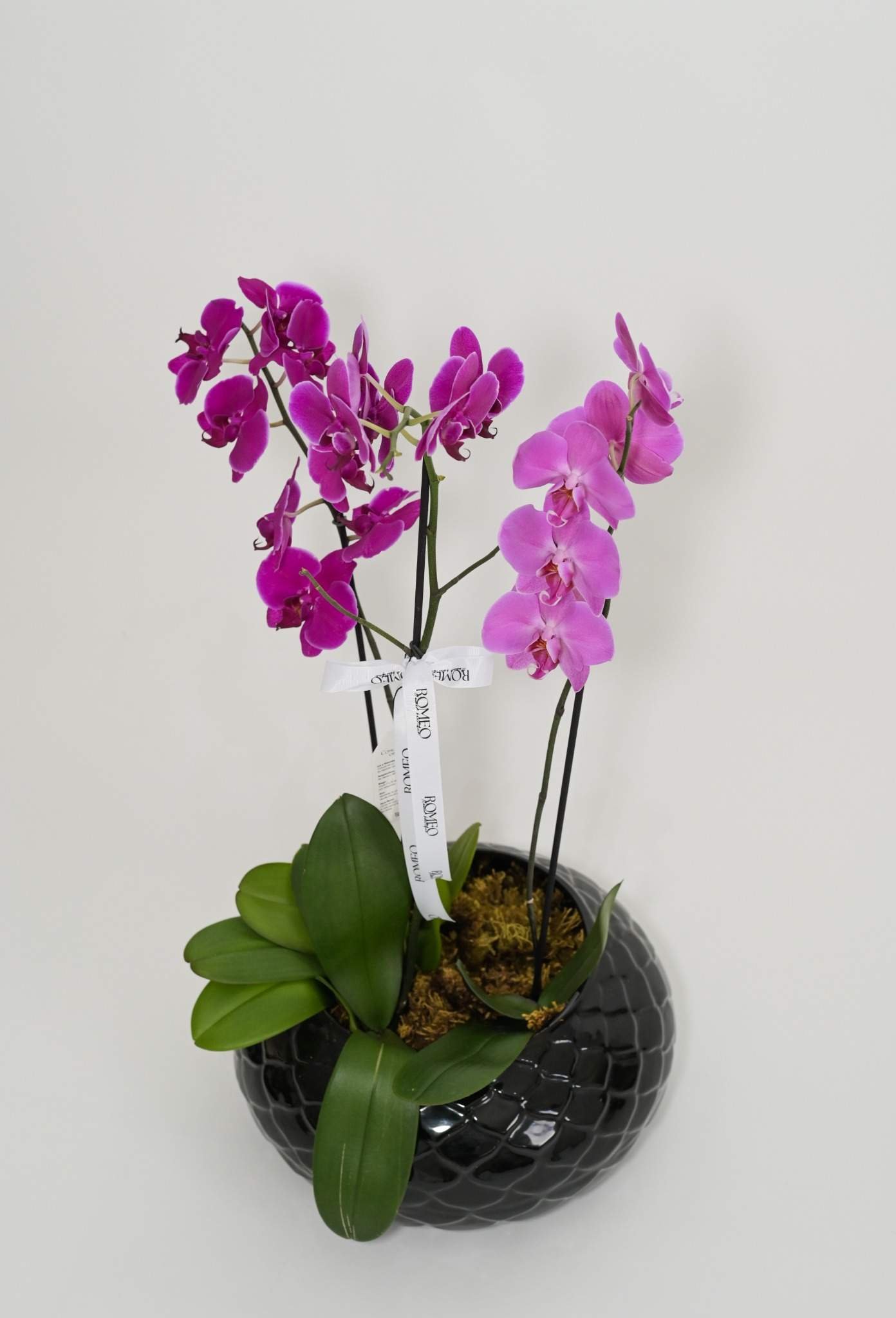 Orquídeas Romeo