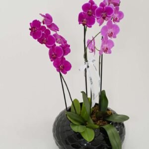 Arreglo de orquídeas Romeo Flower Boutique - imagen 4
