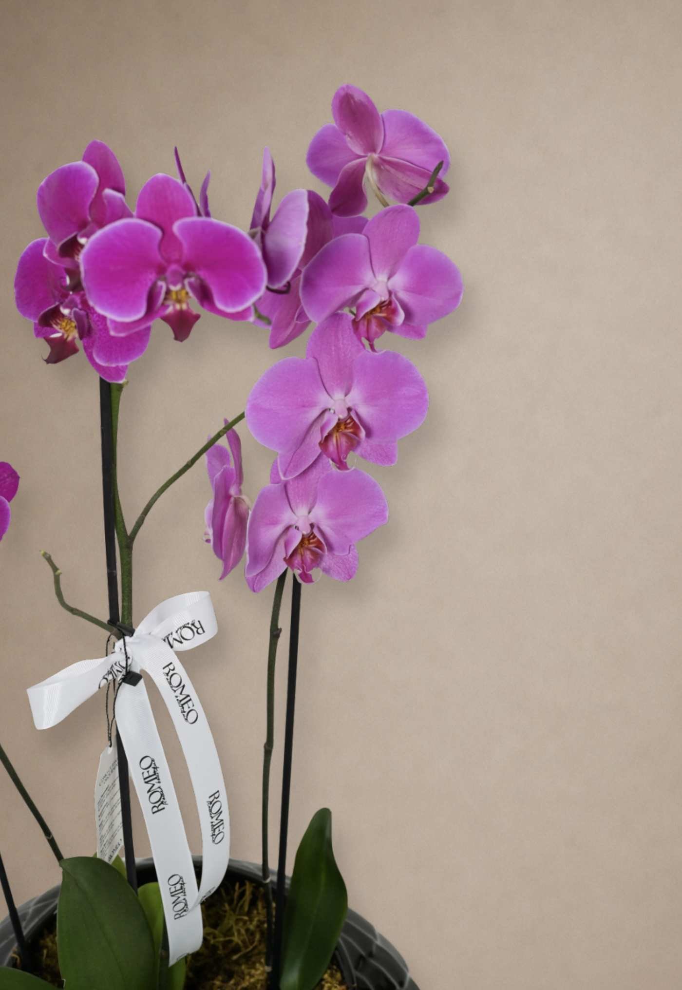 Orquídeas Romeo